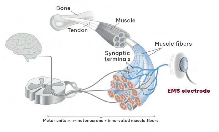 What Is EMS Training? | BODY PULSIO Bangkok – Safe, Efficient Muscle ...